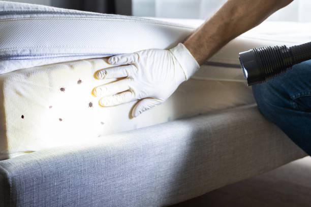 Best Flea Control Services  in Monson Center, MA